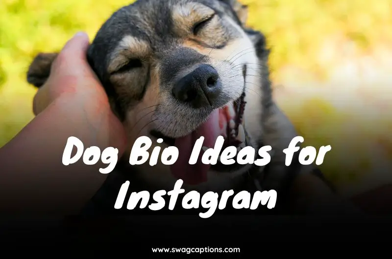 Dog Bio Ideas for Instagram