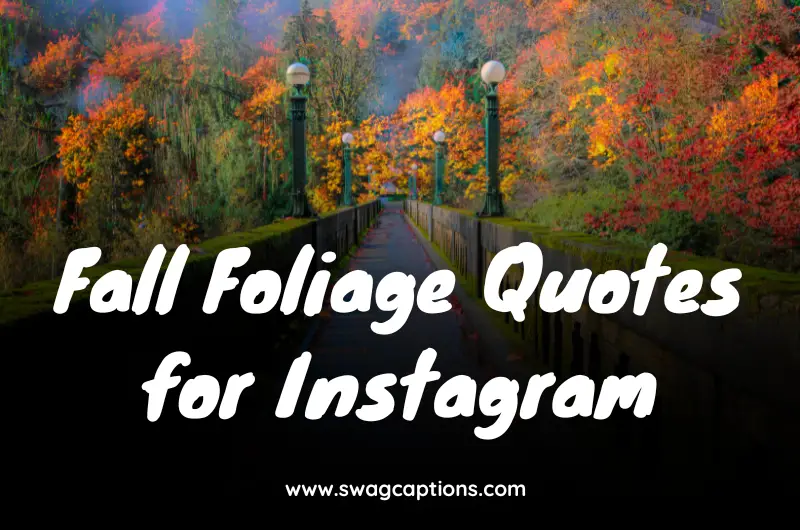 Fall Foliage Quotes and Captions for Instagram