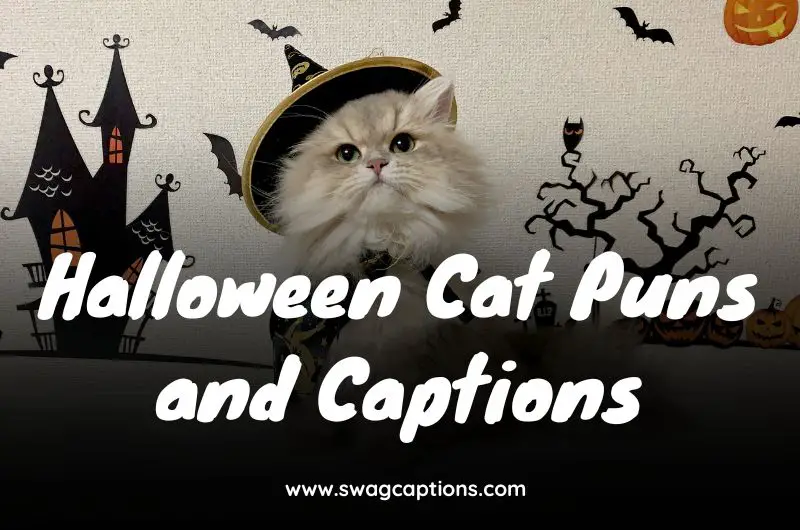 Halloween Cat Puns and Captions