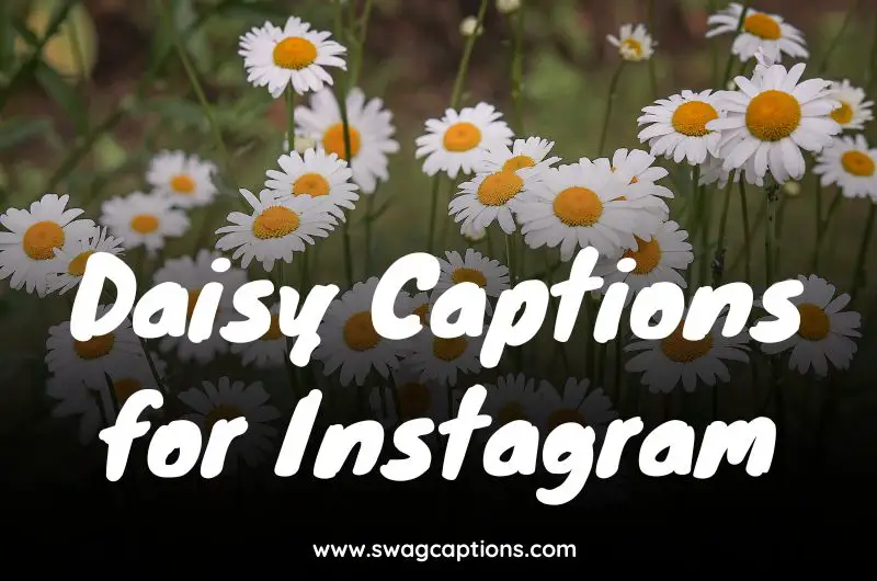 Daisy Captions for Instagram