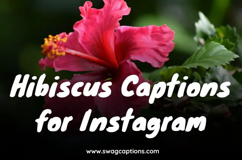 Hibiscus Captions for Instagram