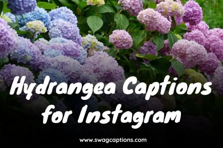 Hydrangea Captions for Instagram