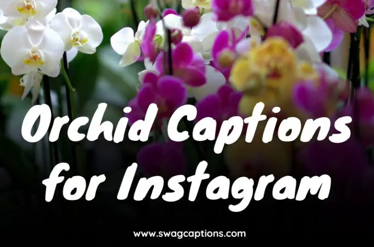 Orchid Captions for Instagram