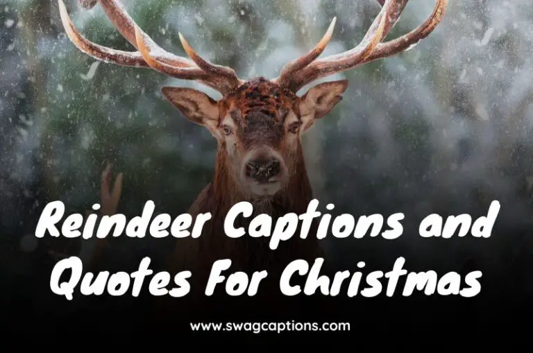 Reindeer Captions and Quotes For Christmas