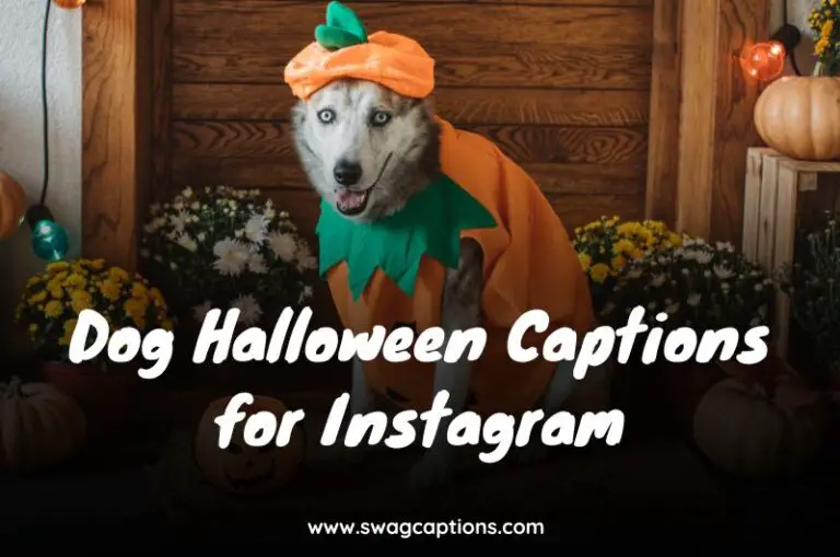 Dog Halloween Captions for Instagram