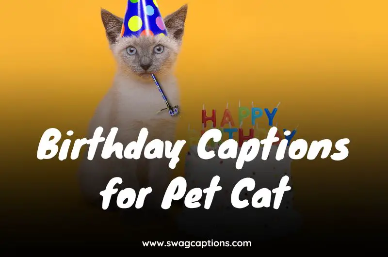 Birthday Captions for Pet Cat