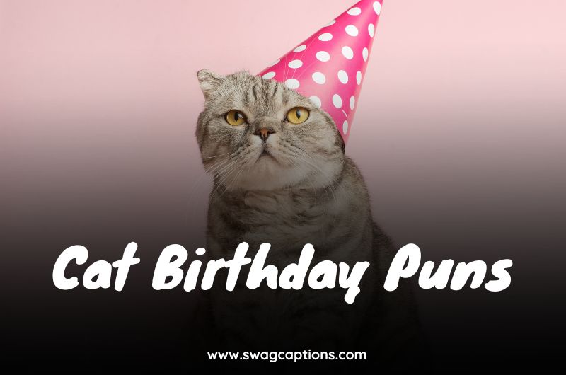 Cat Birthday Puns