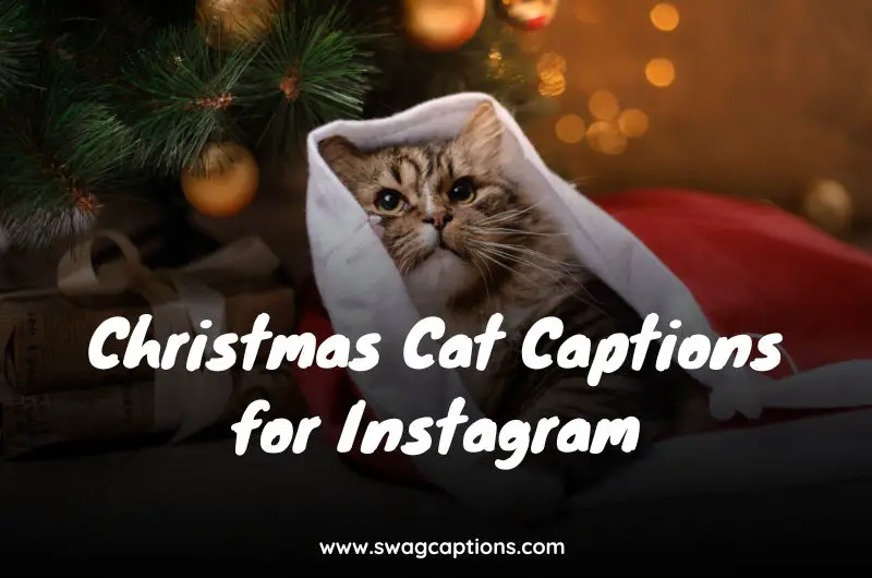 Christmas Cat Captions for Instagram