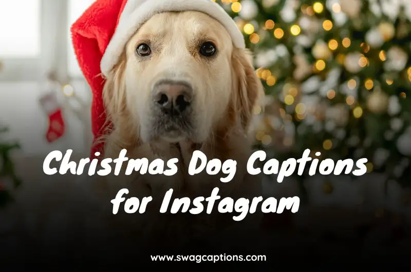 Christmas Dog Captions for Instagram