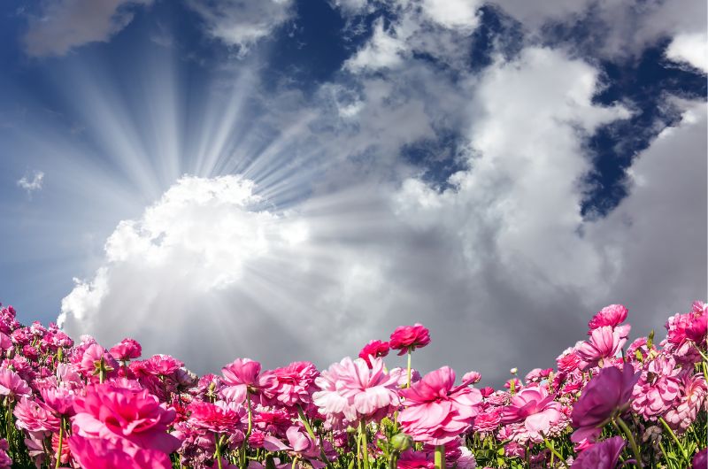 may blessings and prayers