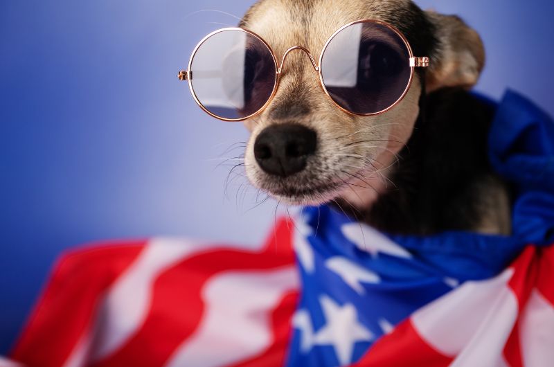 4th of July puns