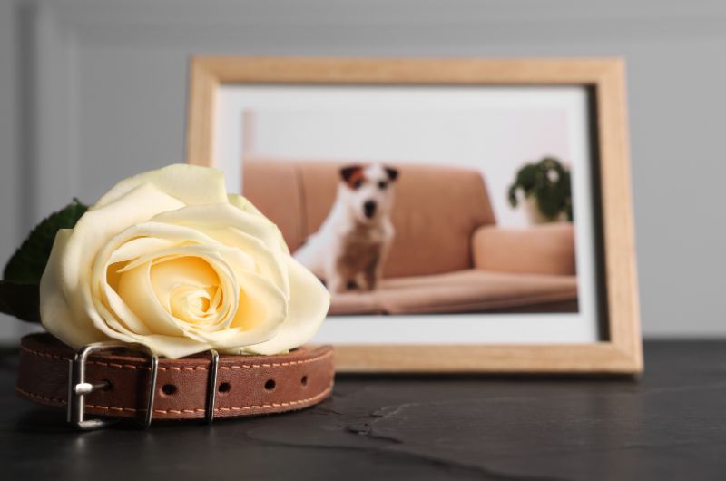 sympathy card messages for loss of dog